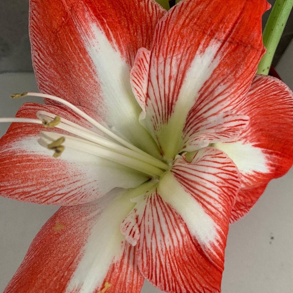 Meet your Posher, Nat